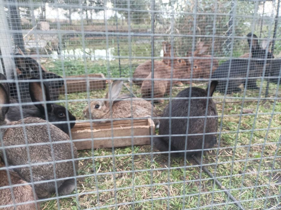 Króle mieszane oddam