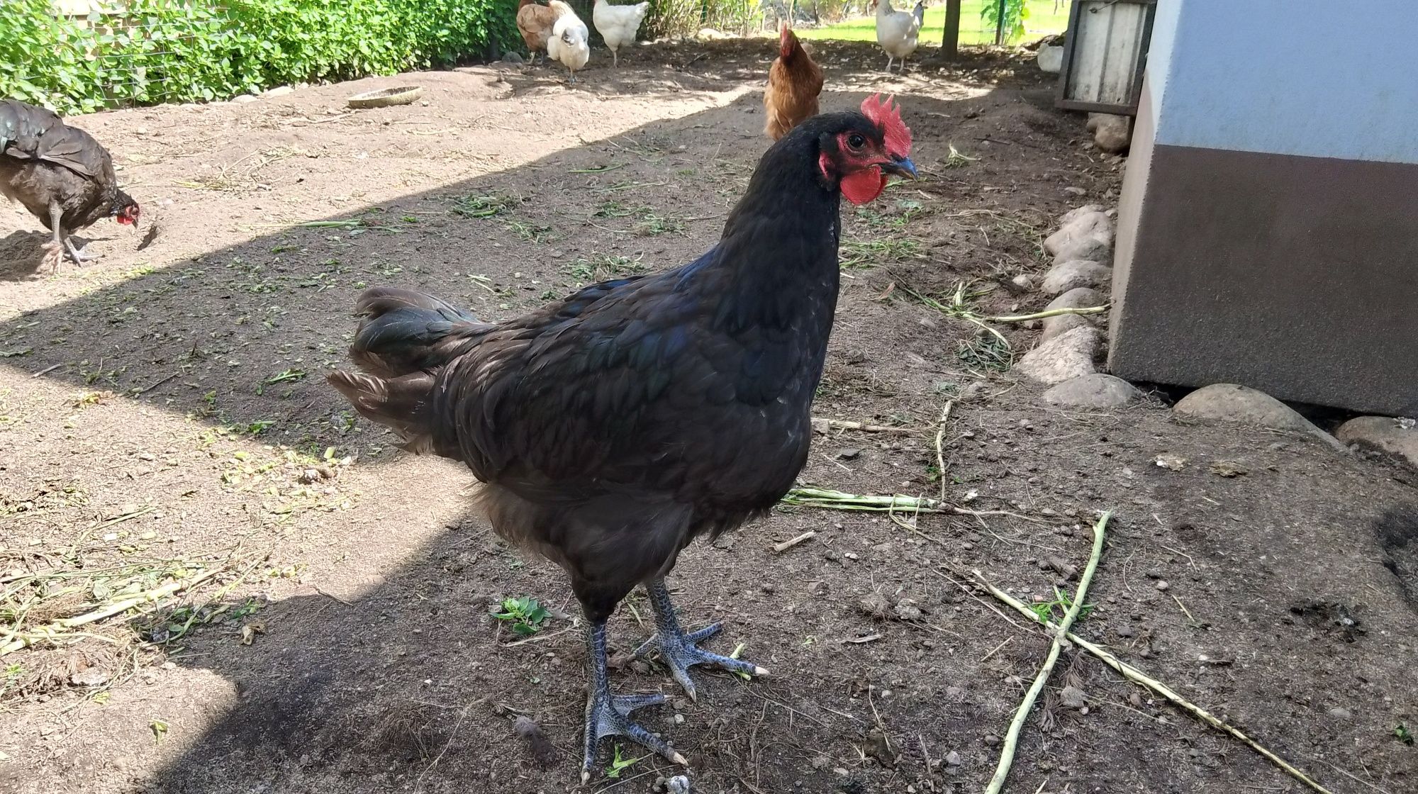 Koguty rasy Australorp
