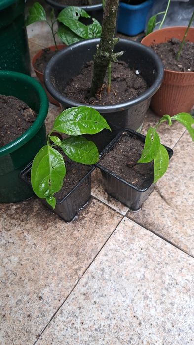 Pés de maracuja roxo