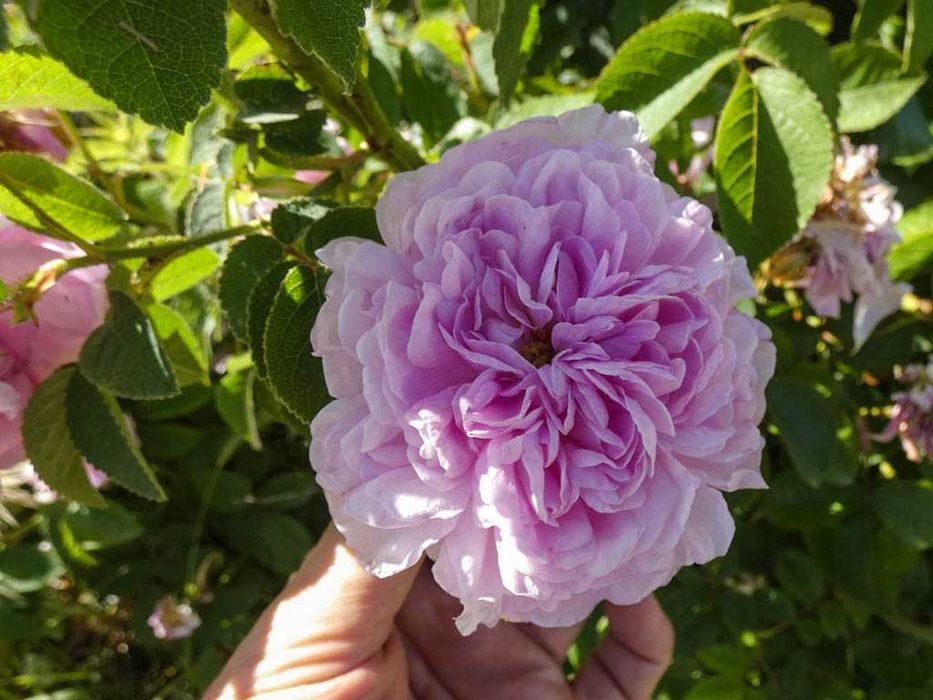 Rosas de Conservatoire do Portugal a vendar