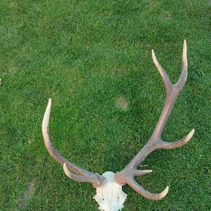 Poroże jelenia wieniec Myłkus