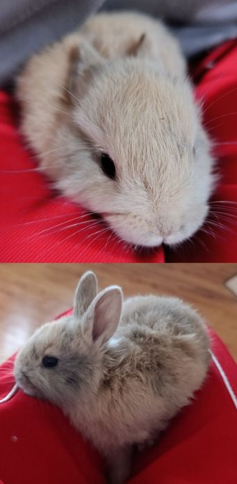 Нідерландський декоративний кролик, 1 місяць