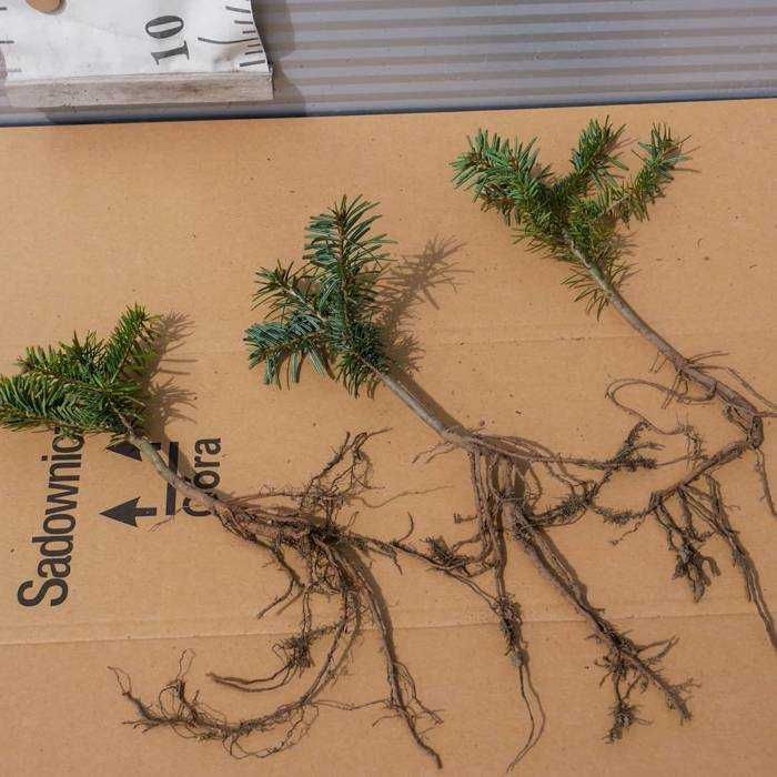 Jodła kaukaska Sadzonki Kopane Z Gruntu Duże Ilości