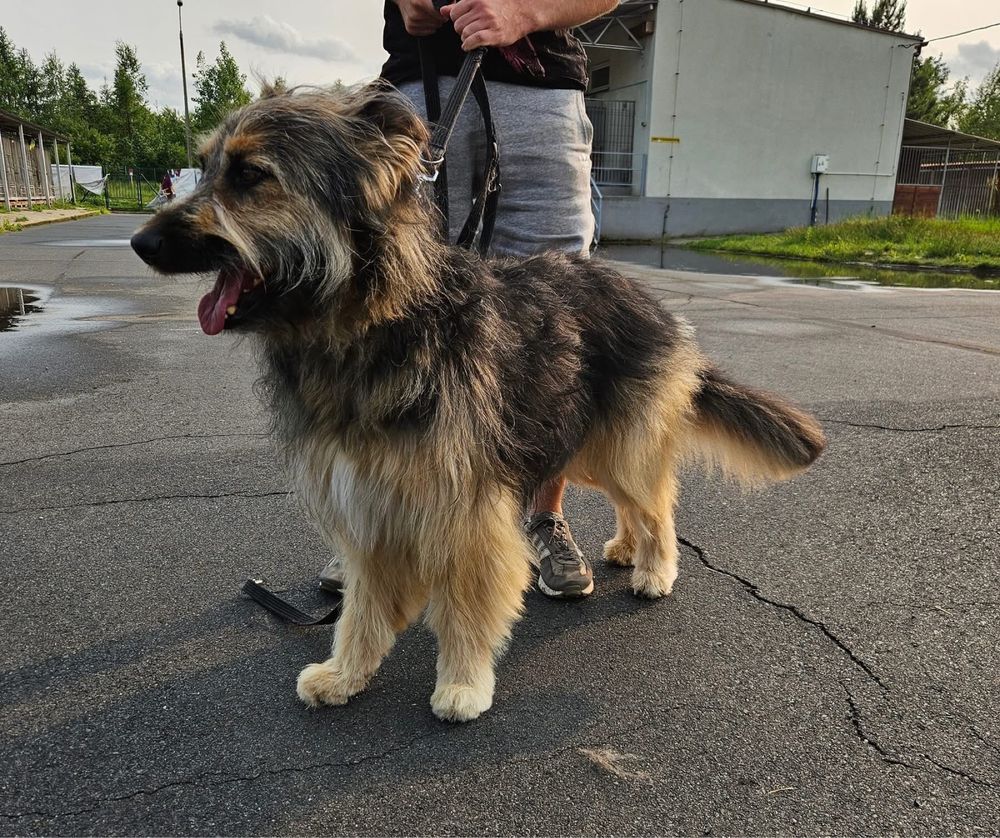 Kochany olbrzym o imieniu Chappi czeka na swojego człowieka!