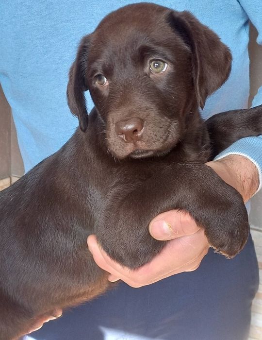 Крупный Шоколад коричневый Лабрадор Ретривер щенки питомника
