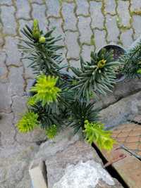 Cephalotaxus Fastigiata