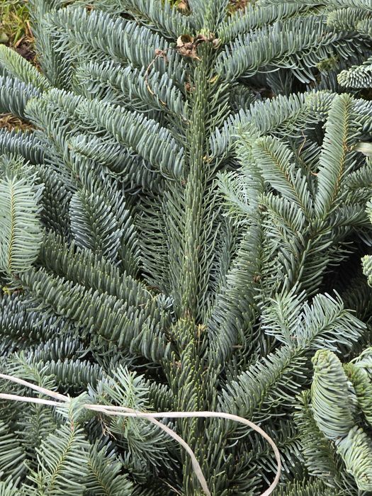 Gałązki jodły nobilis