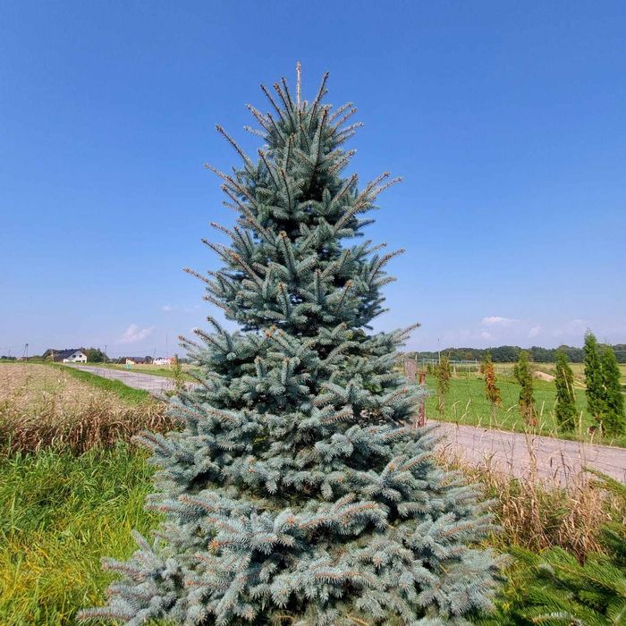 Choinki Plantacja Świerk Srebrny,Jodła Kaukaska
