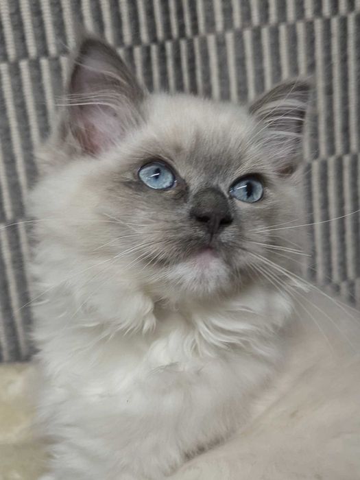 Ragdoll kotka blue badania genetyczne n/n