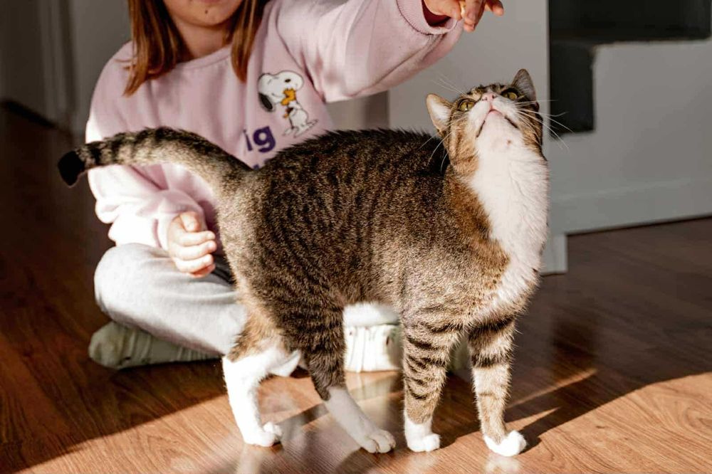 Kocurek do adopcji
