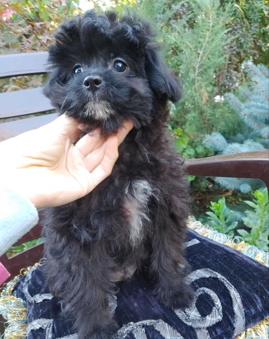 Чорный помапу трехмесячный меховой щенок с милой белой отметинкой.Киев