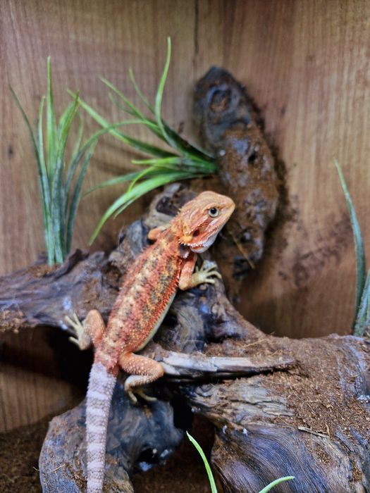 Agama brodata Młode Gadzilandia Agamy Brodate Pogona vitticeps