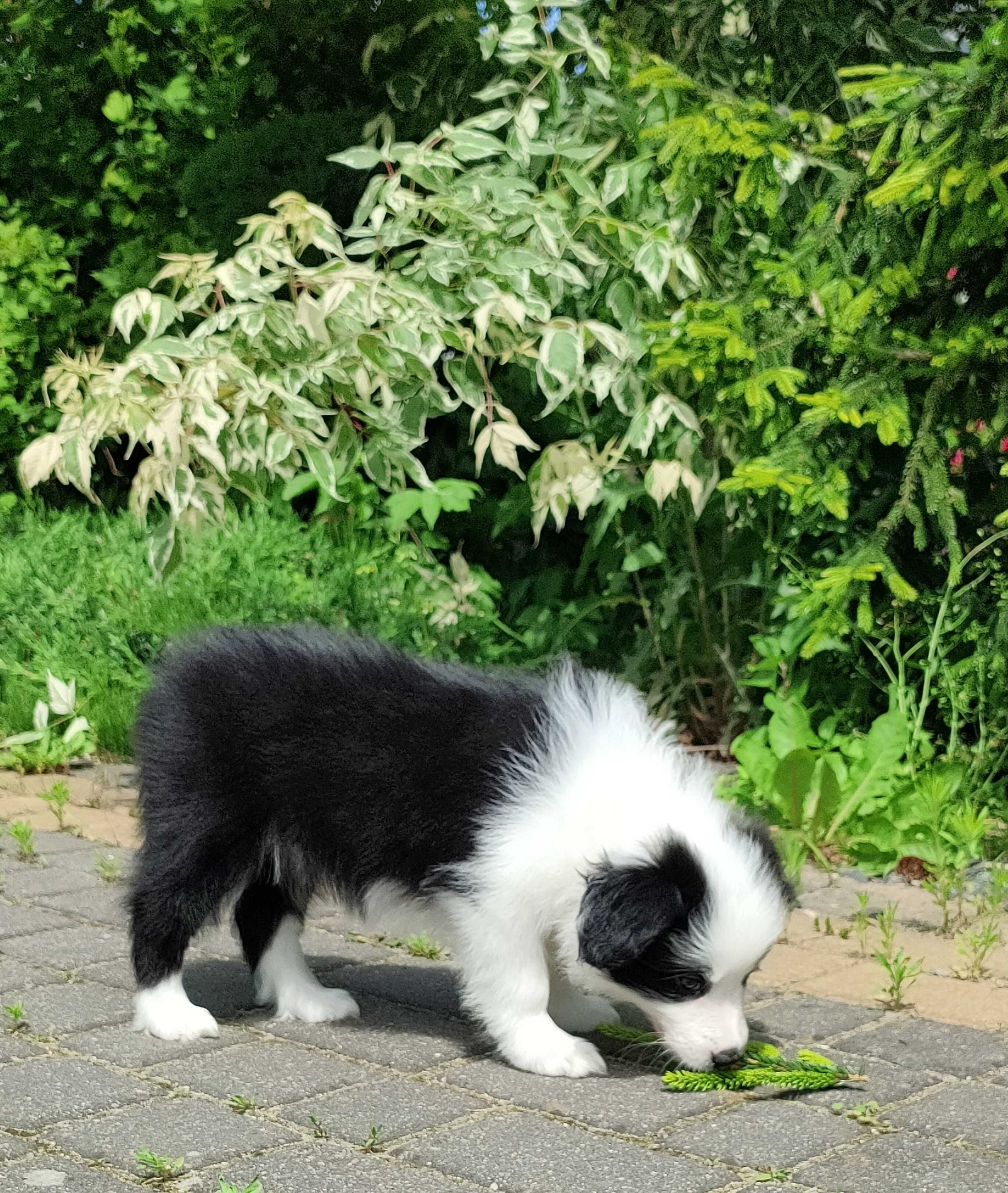 Border Collie -suczka ZKwP/FCI