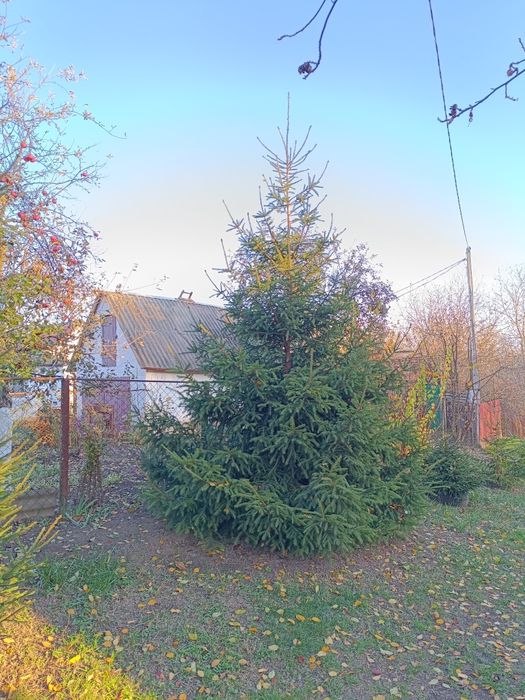 Продам ялинки живі