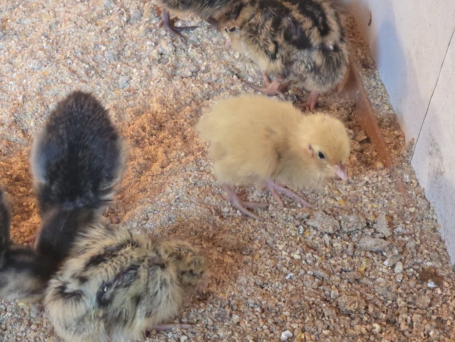 Przepiórki tygodniowe 7 dniowe mandżurska texas faraon brojler celadon