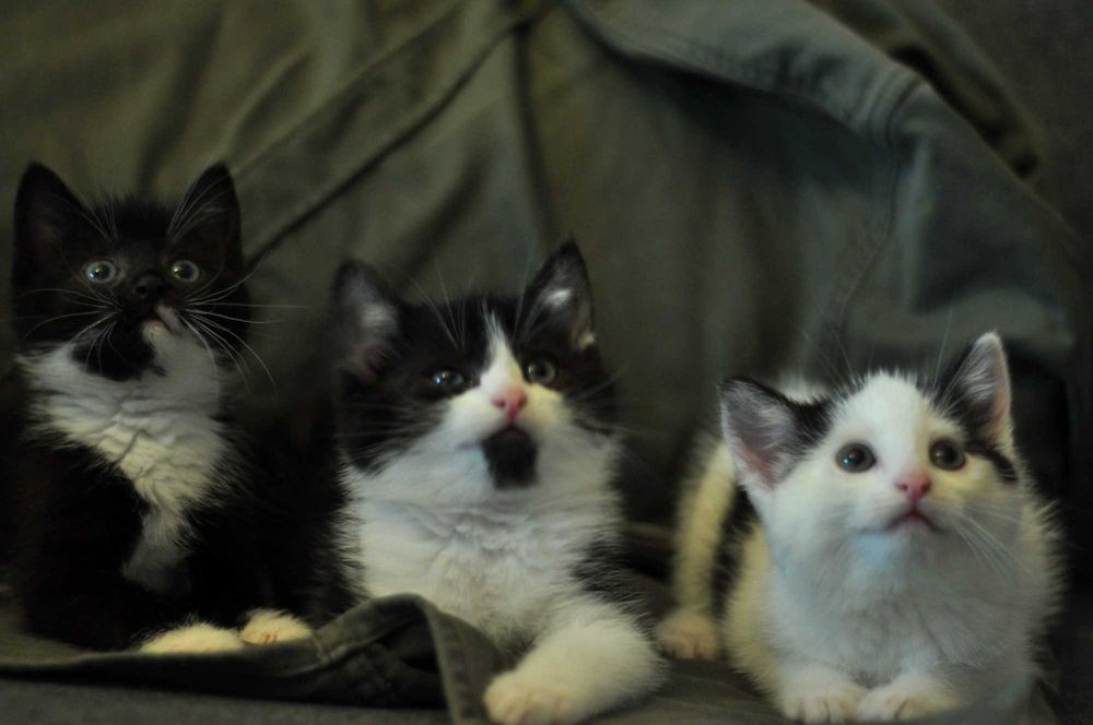 Aktualne! - Kocięta do adopcji! Chętnie do domu z dziećmi.