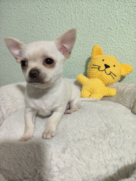 Chihuahua menino