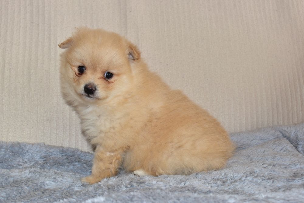 Lulu da Pomerânia macho