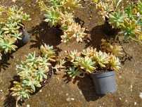 Plantas Graptosedum Francesco Baldi