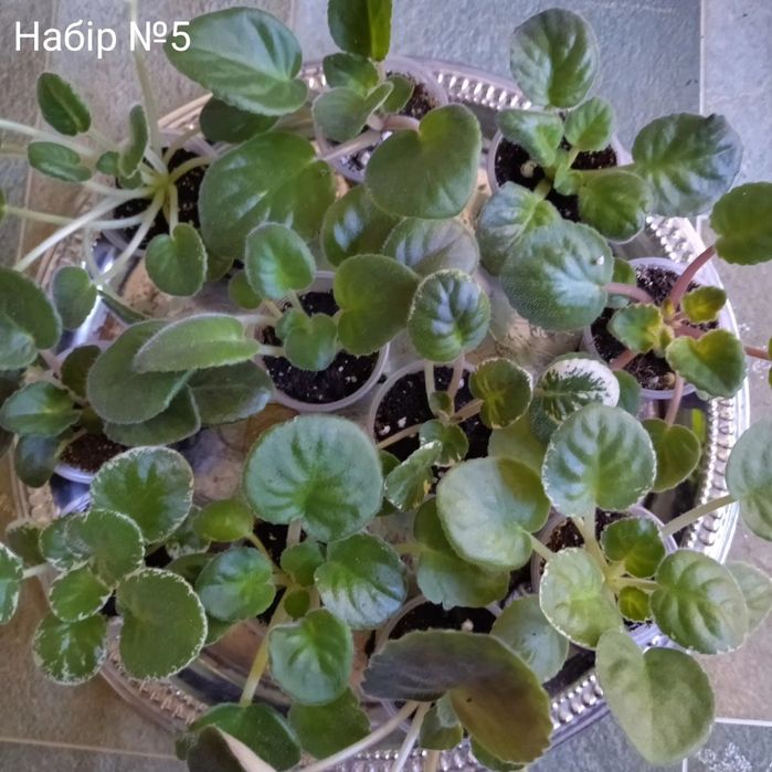 Дітки сортових фіалок