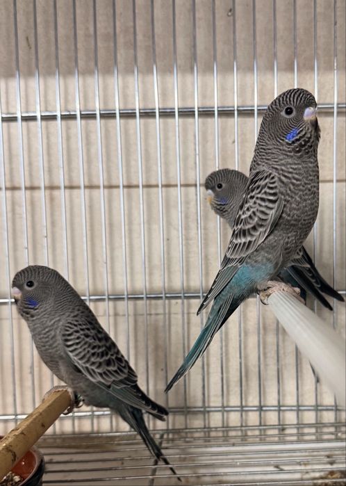 Tenho para ceder periquitos black face varias cores e ingeleses  de gr