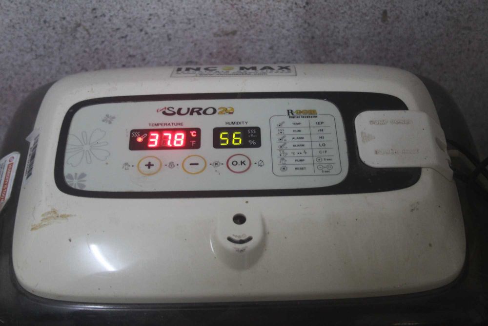 Incubadora chocadeira Rcom