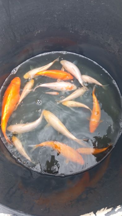 Коропи кої карп коі