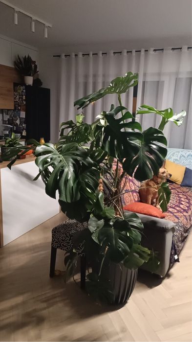 Monstera 180 cm z doniczką – piękna, bujna i wciąż rośnie