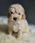 Piesek maltipoo!