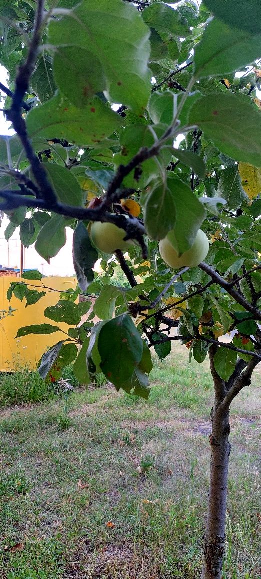 Продам дачу, земельну ділянку в м-н Низи