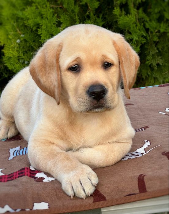 Розплідник пропонує чудових, якісних цуценят!