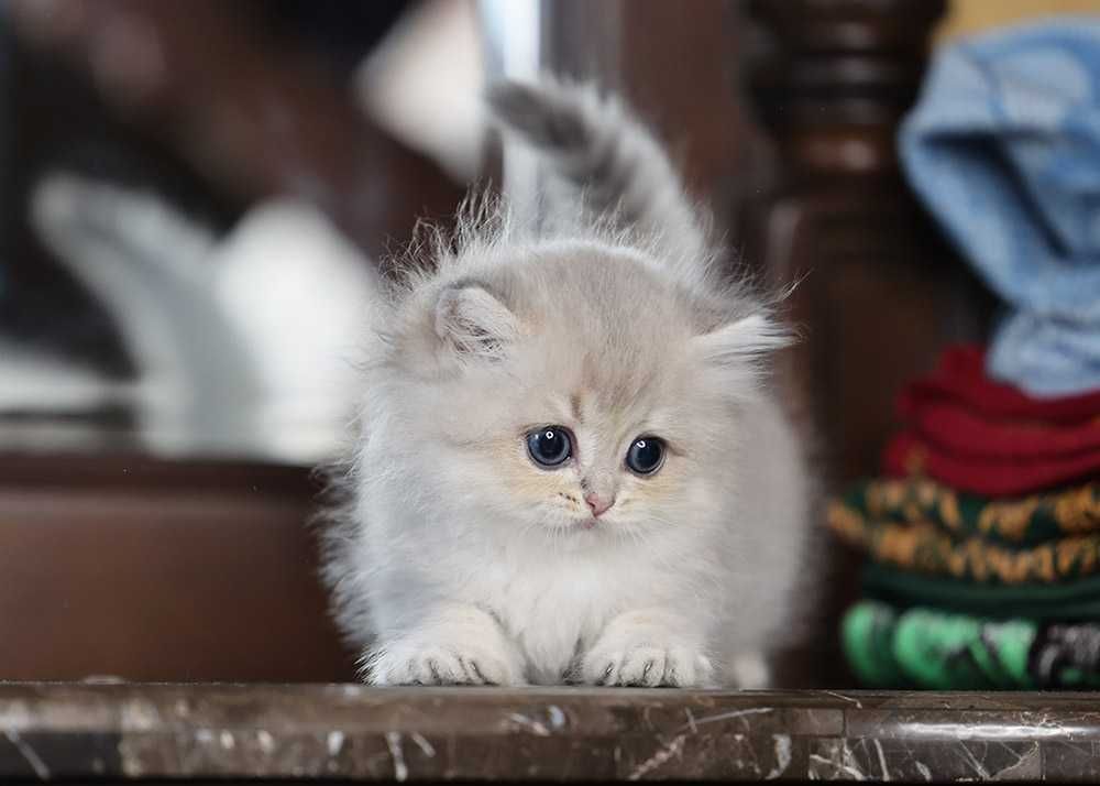 Британський котик 1,5 міс