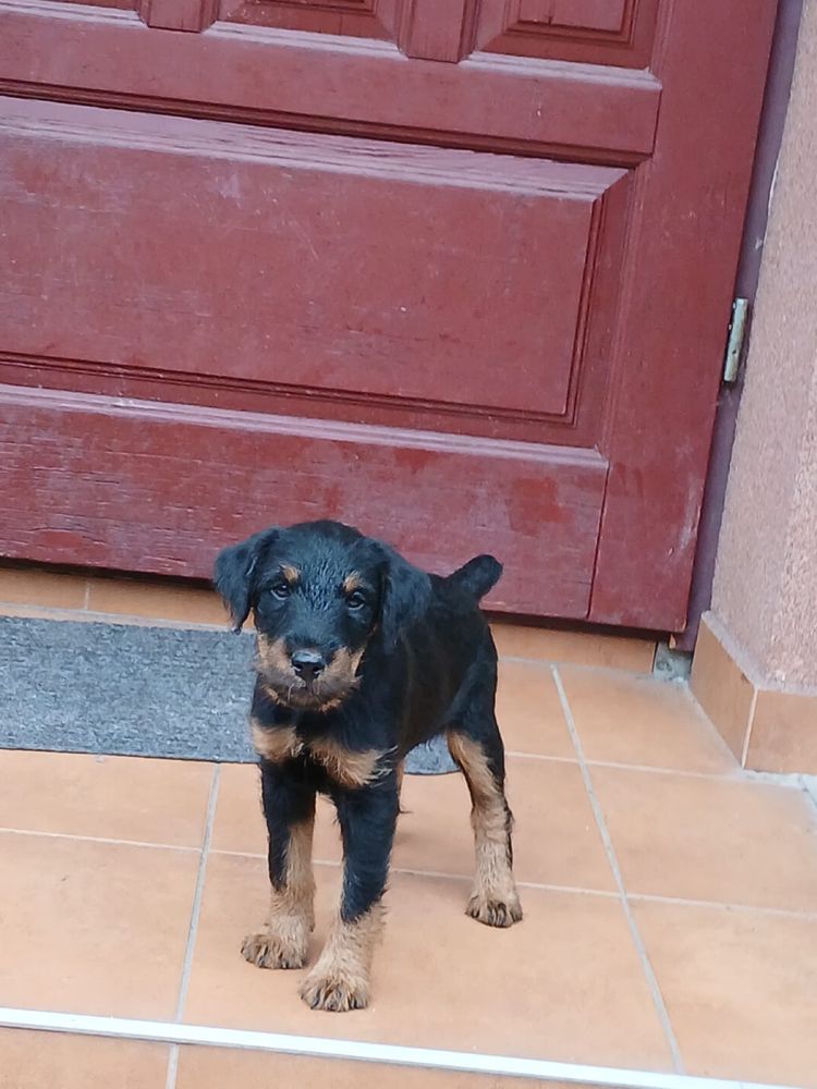 Terrier niemiecki piesek