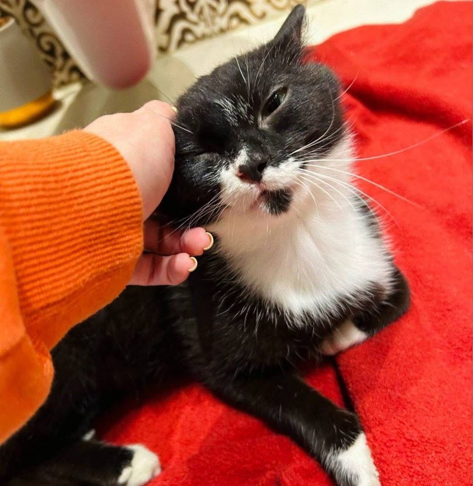 Kotek Sękacz do adopcji
