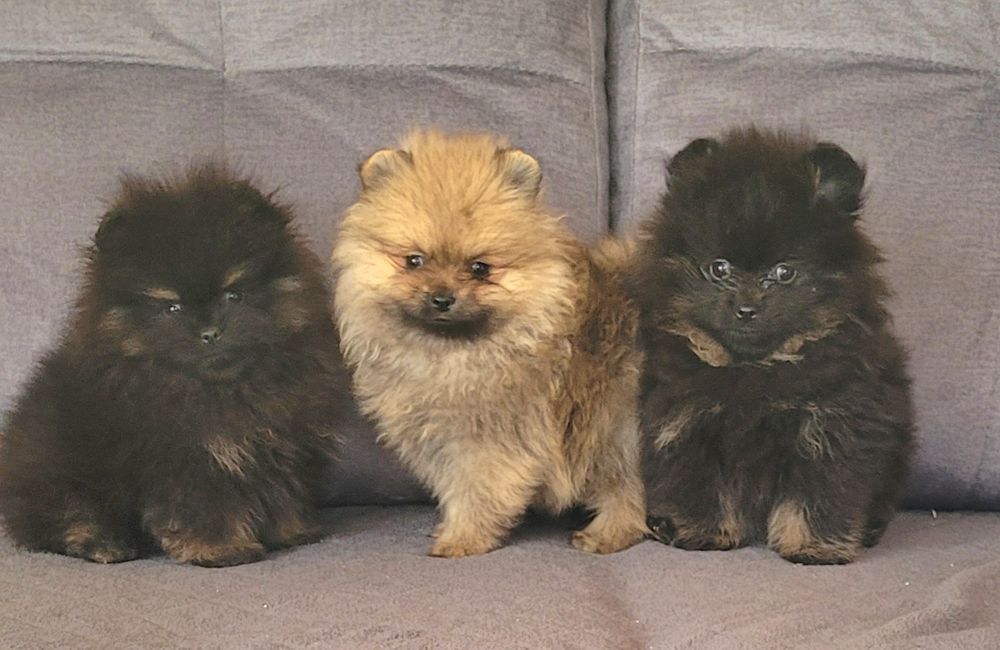 Szpic miniaturowy-chłopiec I dziewczynka