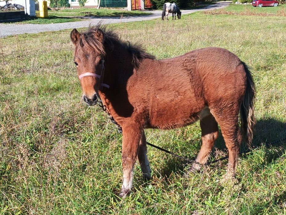 Sprzedam  kucyka ogierka