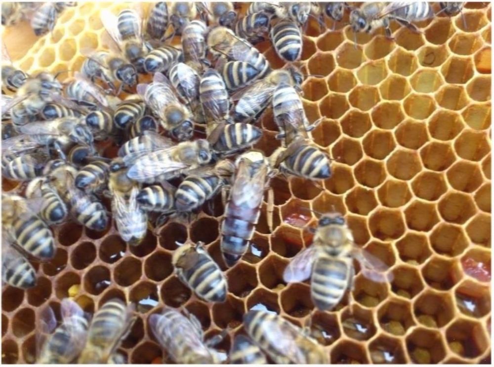 Бджоломатки Карніка Тройзек 07 F>1 (Troiseck l-07 )матка, бджоли