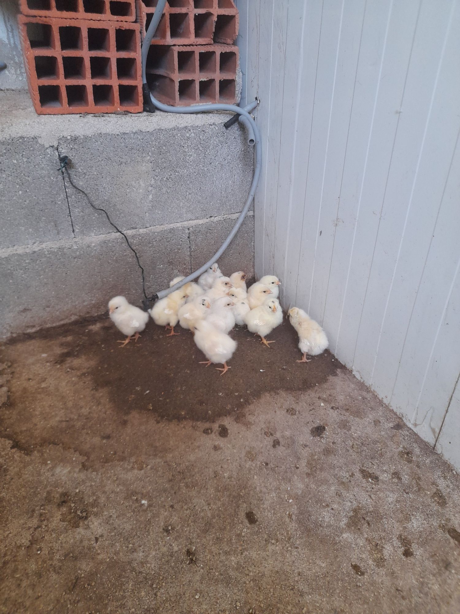 Ovos da Quinta caseiros