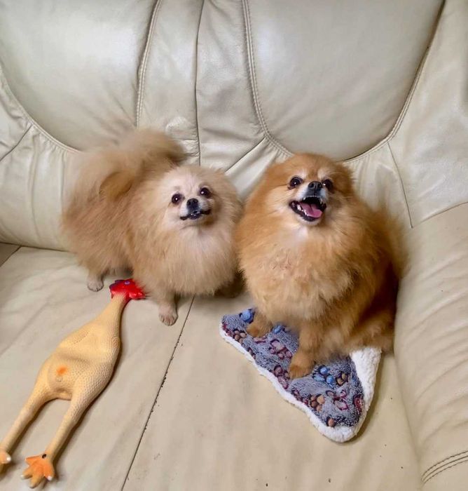 Мини малыш Померанский шпиц