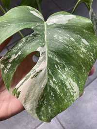 Monstera variegata borsigiana