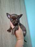 Rezerwacja miniaturowa czekoladowa cynamon suczka chihuahua Tiffany