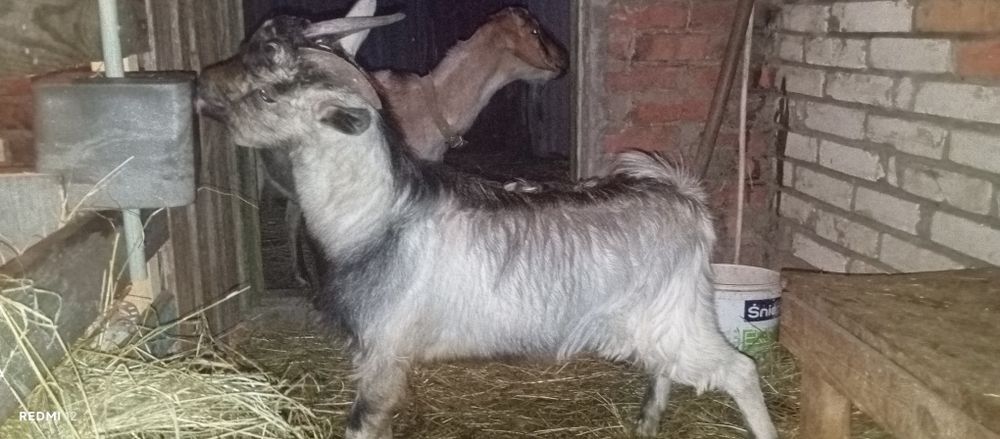 Продам молодого  породного козла