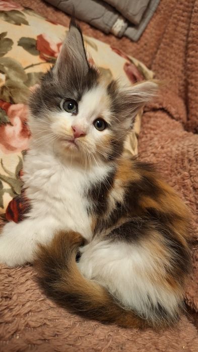Maine Coon Kotka kocięta kotek