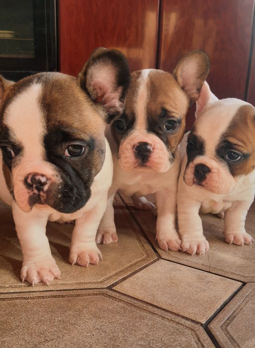 Щенки французского бульдога