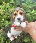 Suczka beagle gotowa do odbioru z Rodowodem