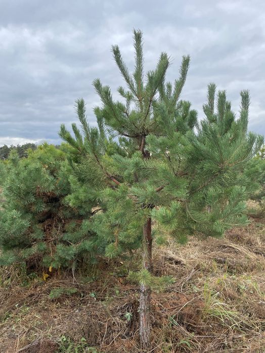 Продам сосну новорічну