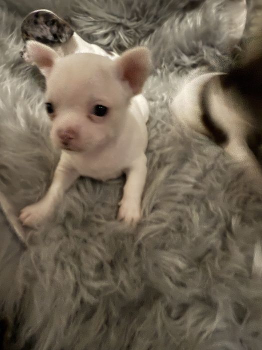 Lindo menino “CHIHUAHUA”