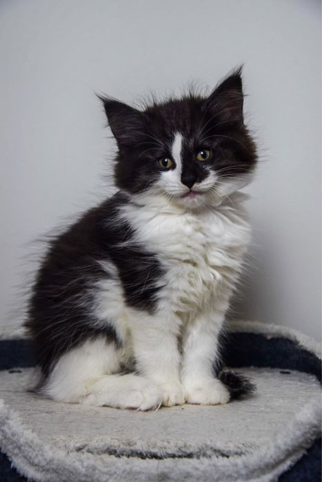 Kocur Norweski Leśny