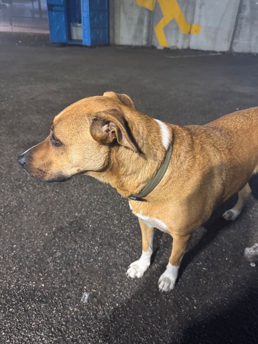 Загубилась собака ж/м фрунзенський