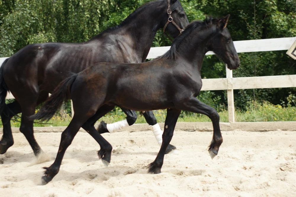 Ogierek ogier Fryzyjski Fenix KFPS ks główna
